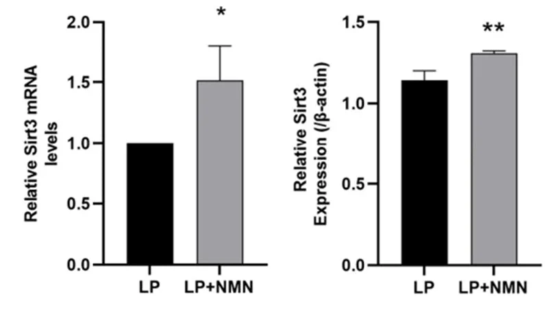 A breakthrough in anti-aging?