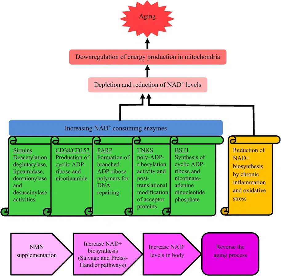 Applications in medical and health care on rejuvenation