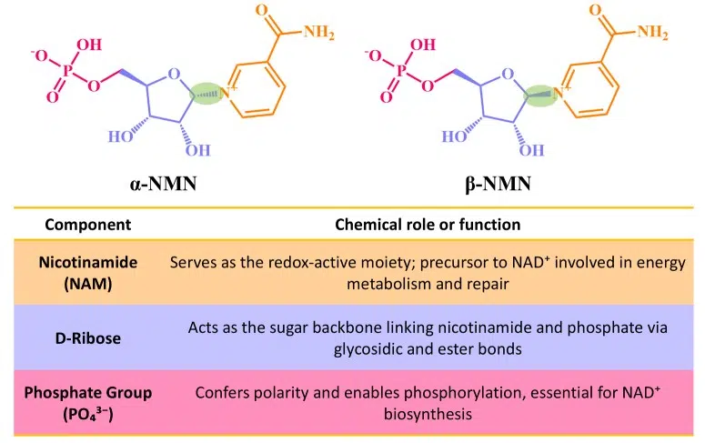 Latest NMN studies 2026: what do clinical trials really say about longevity and anti-aging? Chemical structure of alpha- and beta-NMN with functional components nicotinamide, ribose, and phosphate