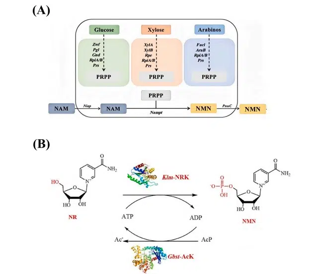 Latest NMN studies 2026: what do clinical trials really say about longevity and anti-aging? Enzymatic catalysis of NMN from nicotinamide riboside and ATP