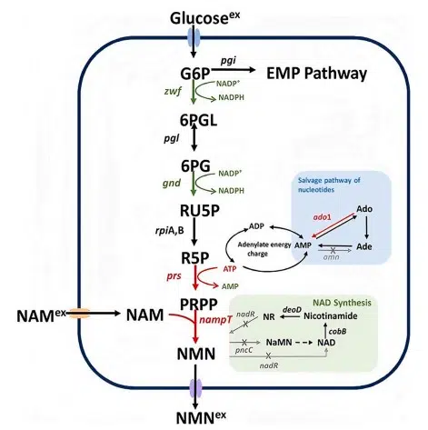 Latest NMN studies 2026: what do clinical trials really say about longevity and anti-aging? Schematic representation of fermentative and biosynthetic pathways to NMN from glucose and nicotinamide