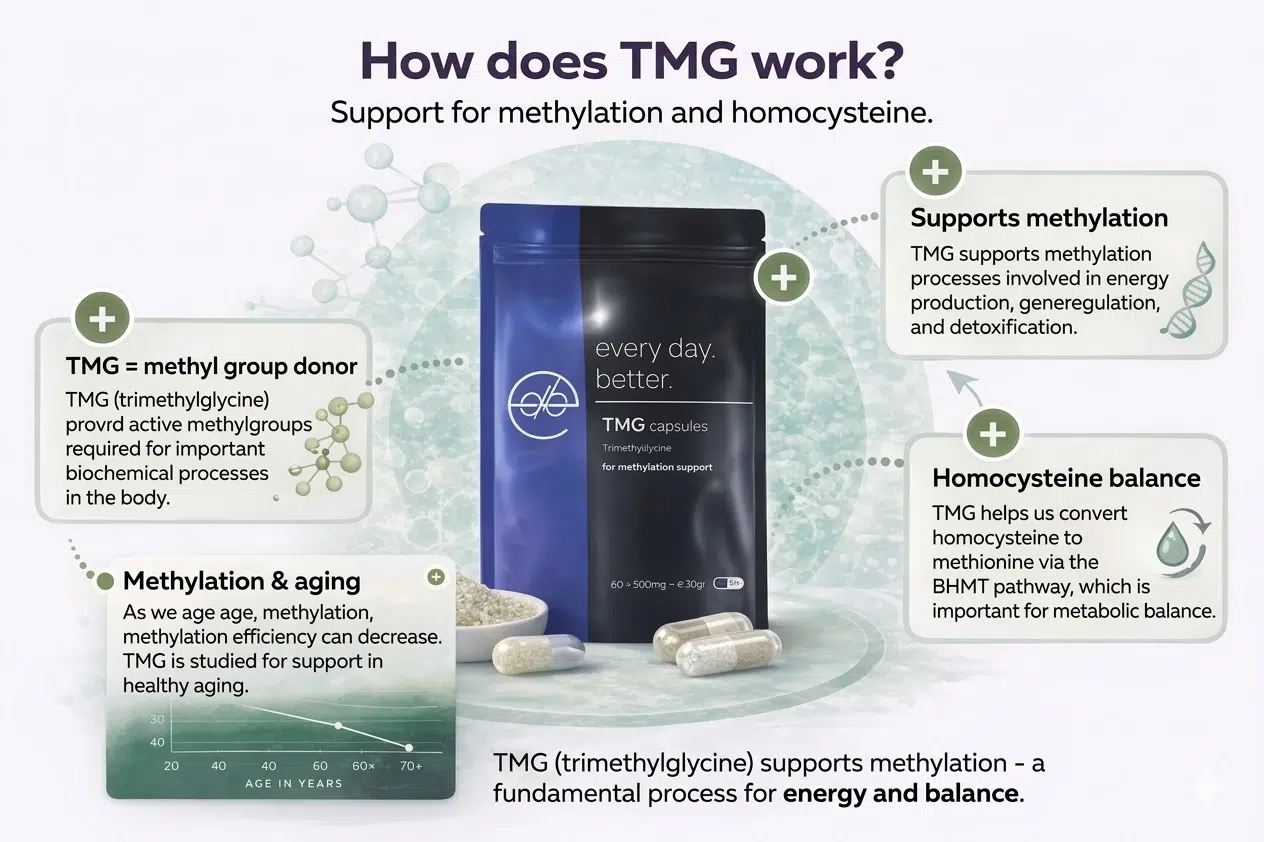 Supplements for healthy aging Infographic showing how TMG (trimethylglycine) works: supporting methylation and homocysteine with TMG capsules from Every Day Better.