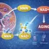 NMN and NAD+ function in the body explained with cell structure, energy production, and aging process