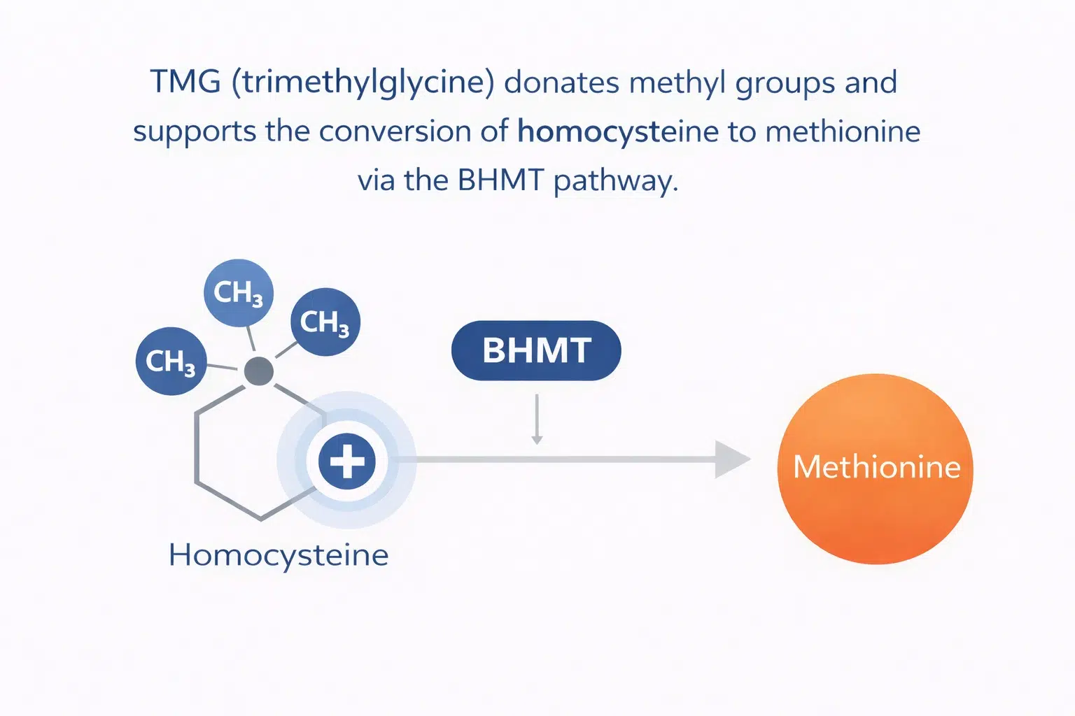 Diagram showing how TMG (trimethylglycine) donates methyl groups and supports the conversion of homocysteine to methionine via the BHMT pathway.