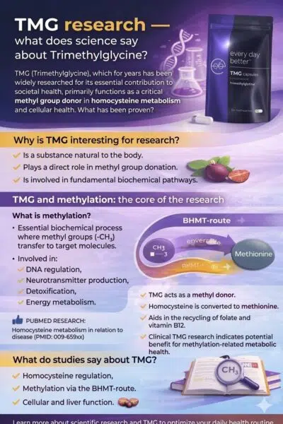 TMG research Infographic TMG research about scientific research into TMG (Trimethylglycine), with explanation about methylation, homocysteine and biochemical pathways.