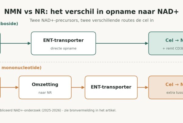 NMN vs NR vergelijking van de opnameroute naar NAD+