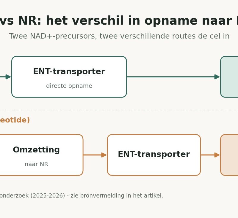NMN vs NR vergelijking van de opnameroute naar NAD+